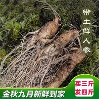 長(zhǎng)白山人參凈重500g（3-20支） 泡酒煲湯產(chǎn)地批發(fā) 鮮人參