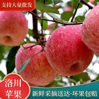 陜西洛川紅富士 80#10斤裝脆甜多汁原產(chǎn)地直發(fā)整箱批發(fā)